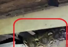 Seekor Ular Piton Besar, Gemuk dan Panjang Merayap di Plafon Rumah Warga Berhasil Ditangkap