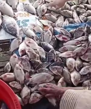 Ribuan Ikan Tambak di Batola Mati, Setelah Fenomena 'Ikan Teler' di Sungai Barito