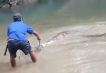 Viral Pria di Desa Sungai Kumap Berhadapan dengan Buaya