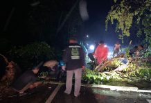 Hujan Deras Disertai Angin Kencang, Pohon Tumbang Tutupi Jalan di Tanah Habang HST