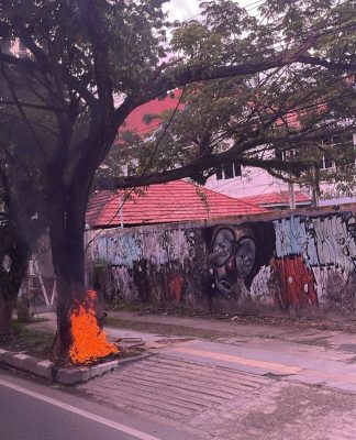Diduga Kabel Listrik Korslet, Sebatang Pohon Terbakar di Kayu Tangi