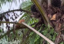 Viral Video Penyelamatan Kucing Oyen Korban Banjir Aceh, 3 Minggu Mengungsi Tanpa Makanan di Atas Pohon Sawit