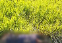 BREAKING NEWS! Mayat Pria Ditemukan di Hutan Pengayuan Banjarbaru