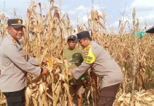 Sinergi Pangan di Bati-Bati, Polisi Turun ke Ladang, 15 Ton Jagung Rakyat Tembus Pabrik Pakan