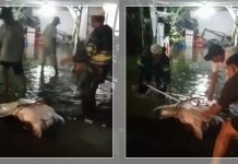 VIRAL! Warga Komplek Damai Tangkap Bidawang Jumbo Saat Air Pasang, Netizen Heboh Bahas Jadi Duit hingga Kuliner