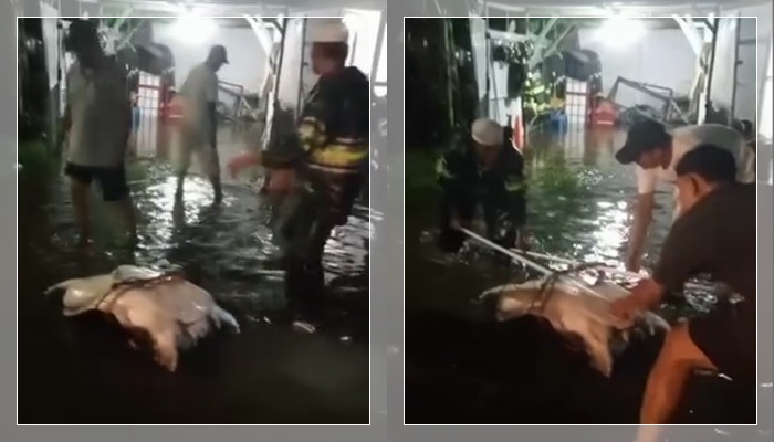 VIRAL! Warga Komplek Damai Tangkap Bidawang Jumbo Saat Air Pasang, Netizen Heboh Bahas Jadi Duit hingga Kuliner