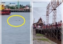 Buaya 3 Meter Muncul di Tengah Lomba Dayung FBHH 2026 di Sungai Mentaya Sampit, Warga Ketakutan