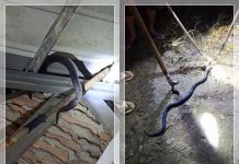 Geger! Ular Kobra Berbisa Dievakuasi Dramatis dari Atap Rumah Warga, Damkar Awayan Bertindak Cepat