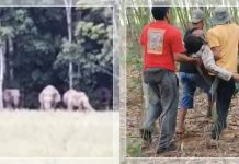 TRAGIS! Kepala Desa di Lampung Timur Tewas Diseruduk Gajah Liar Saat Mengusir dari Kebun Warga