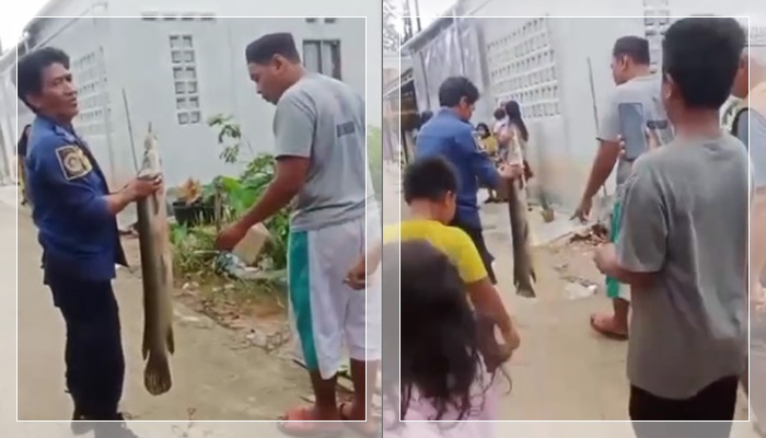 IKAN GANAS LEPAS SAAT BANJIR! Damkar Banjarbaru Amankan Alligator Gar, Ancaman Serius bagi Sungai Kalsel
