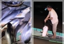 FENOMENA ANEH SUNGAI BARITO! Ikan-Ikan Ukuran Raksasa “Teler” Mengapung di Marabahan, Ternyata Ini Penyebabnya