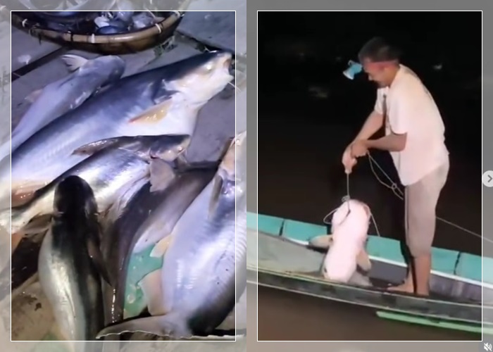 ikan teler3