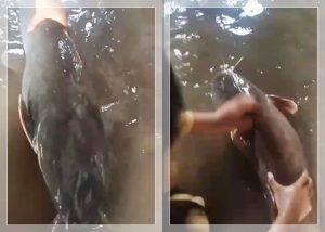 HEBOH! Dua Lele Jumbo Masuk Rumah Saat Air Pasang di Tatah Belayung Kertak Hanyar, Netizen: "Iwak Datu!"