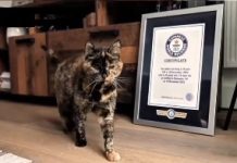 MENGEJUTKAN! Flossie Jadi Kucing Tertua di Dunia Tercatat di Guinness, Usianya Setara 150 Tahun Manusia