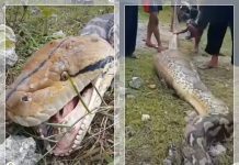 NGERI! Warga Buton Tengah Tangkap Ular Piton 8 Meter, Perut Besar Usai Menelan Rusa