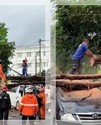 BREAKING NEWS! Pohon Raksasa Tumbang Terjang Mobil dan Ambulans di Depan RSUD Sultan Imanuddin Pangkalan Bun