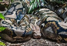 Horor di Sigi Sulawesi Tengah! Piton 5 Meter Telan Petani Hidup-hidup Hingga Tewas