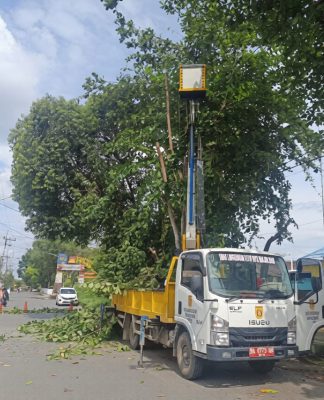 Waspada Pohon Tumbang! DLH Banjarbaru Intensifkan Pengecekan di Titik Rawan Saat Musim Hujan