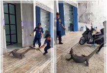 Biawak Besar Berkeliaran di Plajau Tanah Bumbu, Damkar Simpang Empat Turun Tangan Evakuasi