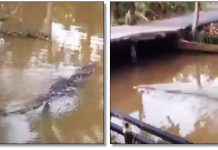 Buaya Besar Berenang Santai di Parit Kubu Raya, Warga Diminta Tingkatkan Kewaspadaan