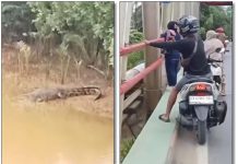 BUAYA 3 METER Berjemur di Bawah Jembatan Batulicin, Data Lengkap Kemunculan Predator Sungai di Tanah Bumbu