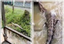 HEBOH! Buaya Muncul di Permukiman Simpang Empat Tanah Bumbu, Warga Diminta Ekstra Waspada