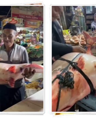 VIRAL! Patin Raksasa 31 Kg di Pasar Kahayan Palangkaraya Laku Rp4,6 Juta, Bikin Heboh Warganet