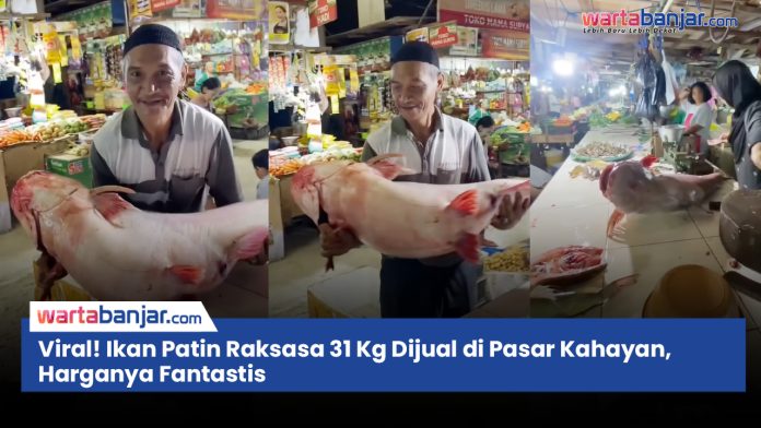 VIDEO - Viral! Ikan Patin Raksasa 31 Kg Dijual di Pasar Kahayan, Harganya Bikin Heboh Warganet