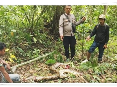 Tragis! Petani di Sigi Tewas Ditelan Ular Piton 5 Meter Saat Hendak Makan Siang
