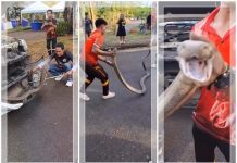NGERI! King Kobra Raja 3 Meter Masuk Mesin Mobil di Thailand, Petugas Lakukan Evakuasi Dramatis