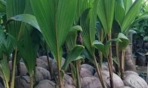 DKP3 Tabalong Salurkan 5.000 Bibit Kelapa Genjah untuk Petani, Targetkan Puluhan Hektare Perkebunan Baru