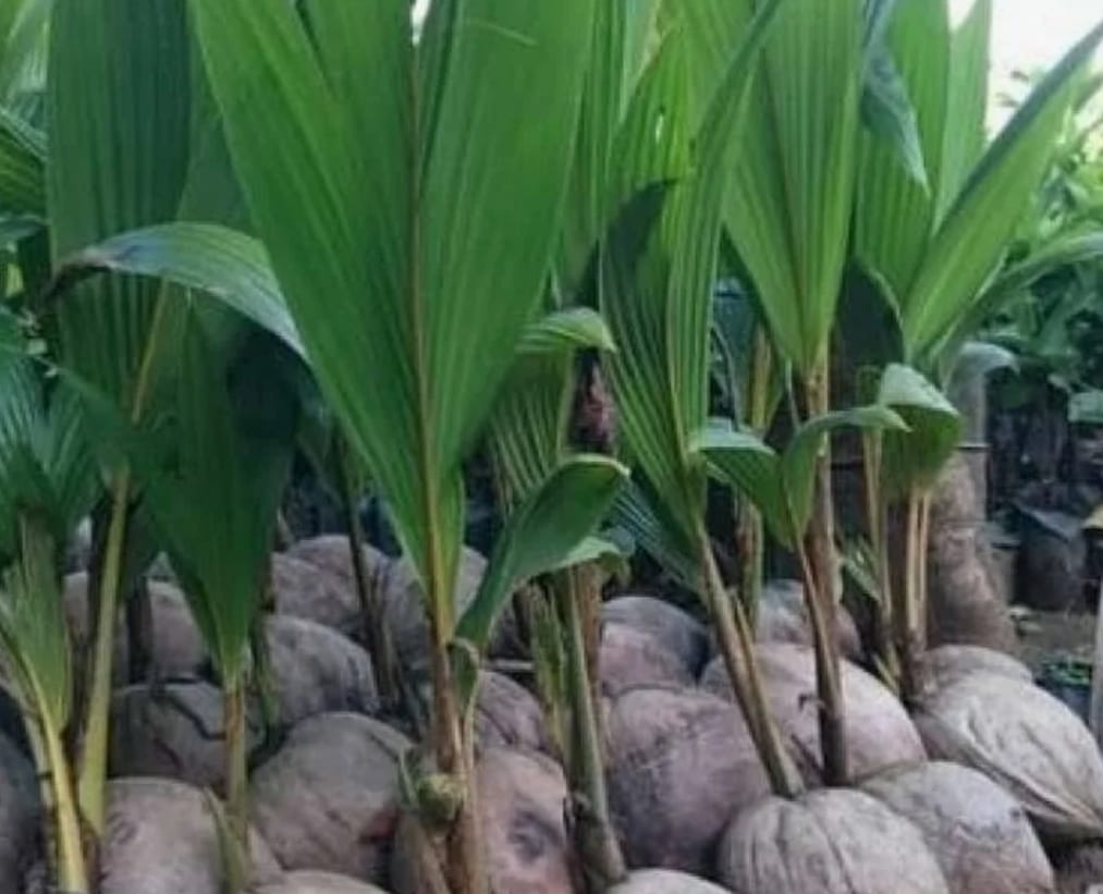 DKP3 Tabalong Salurkan 5.000 Bibit Kelapa Genjah untuk Petani, Targetkan Puluhan Hektare Perkebunan Baru
