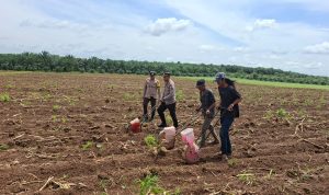 Polisi Turun ke Sawah di Tanah Laut, 20 Hektare Lahan Tidur Ditanami Jagung Bersama Petani