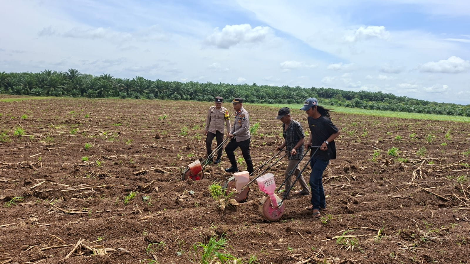 Polisi Turun ke Sawah di Tanah Laut, 20 Hektare Lahan Tidur Ditanami Jagung Bersama Petani