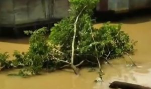 Pohon Tumbang ke Sungai di Kampung Arab Halangi Lalu Lintas Perahu