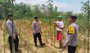 Polres Tabalong Panen Raya Jagung Hibrida 2026, Hasil Tertinggi Capai 6 Ton