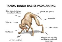 108 Kasus Gigitan Hewan Rabies, Dinkes Tabalong Siapkan Vaksin dan Serum di Seluruh Puskesmas