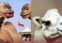 Terbukti Oplas, 20 Unta Didiskualifikasi dari Kontes Kecantikan Hewan di Oman