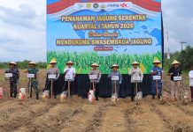 Tanam Jagung Serentak, Pemkab Tala Optimalkan Swasembada Pangan di Desa Banyu Irang