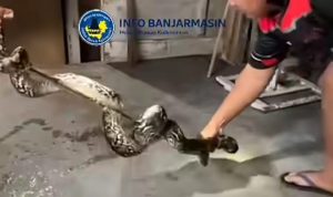 Seekor Ular Sawa Besar dan Panjang Berhasil Ditangkap di Pemukiman Warga Kampung Gedang
