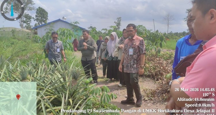 Direktur Hilirisasi Hortikultura Kementan RI Monitor Bantuan dan Capaian LTT Padi di Batola