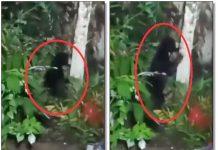Warga Batulicin Heboh, Beruang Masuk Permukiman di Jalan Kodeco KM 3,5 Tanah Bumbu