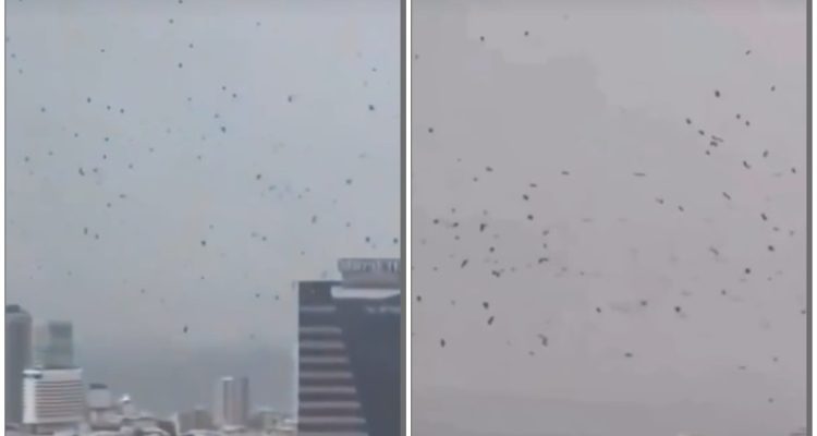 Fenomena Ribuan Gagak di Langit Tel Aviv Picu Kepanikan, Ini Fakta Mitos hingga Penjelasan Ilmiah
