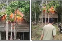 Kebakaran Hebohkan Desa Sikontan Balangan, Kandang Ayam Dilalap Si Jago Merah
