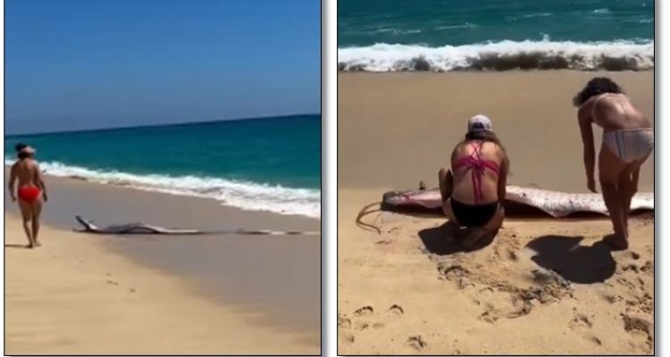 WADUH! Dua ‘Ikan Kiamat’ Tiba-tiba Muncul ke Pantai Meksiko, Warga Dunia Dibuat Merinding