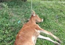 MISTERIUS! Enam Sapi Mati Serentak di Desa Pemuda Tanah Laut, Dugaan Keracunan Diselidiki Polisi