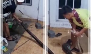 VIRAL! Ular Sawa Besar Muncul di Pekarangan Rumah Warga Banjarmasin, Evakuasi Tengah Malam Bikin Tegang
