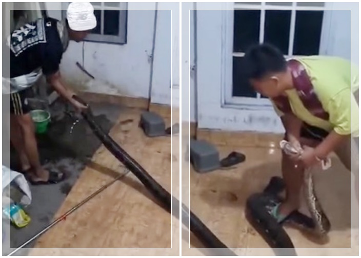 VIRAL! Ular Sawa Besar Muncul di Pekarangan Rumah Warga Banjarmasin, Evakuasi Tengah Malam Bikin Tegang