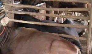 Harga Sapi dan Kambing di Tabalong Mulai Merangkak Naik Jelang Idul Adha