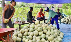 BUMDes Partala Desa Jatuh HST Raup Untung 50 Persen dari Melon, Pemasaran Masih Jadi PR